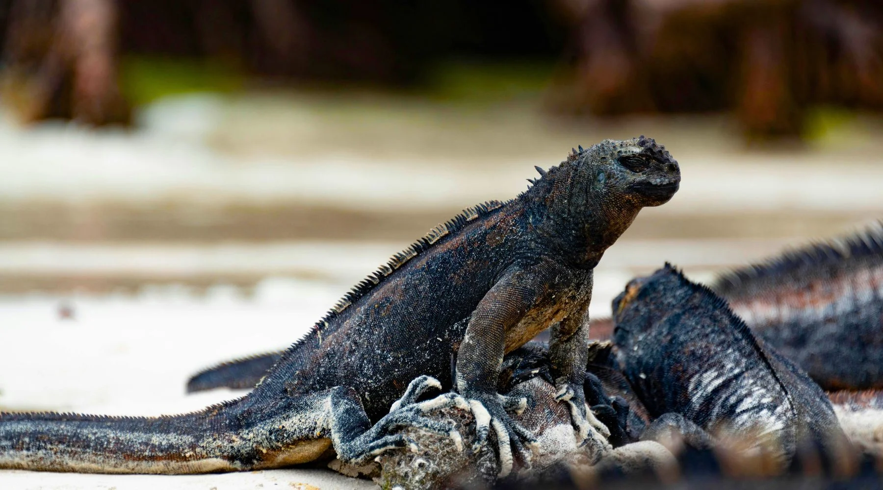 Galápagos marine iguanas in Ecuador | Travel Scout