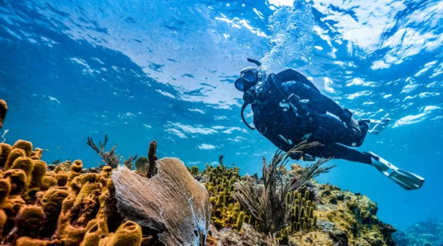 Glimpse of scuba diving experience | Travel Scout