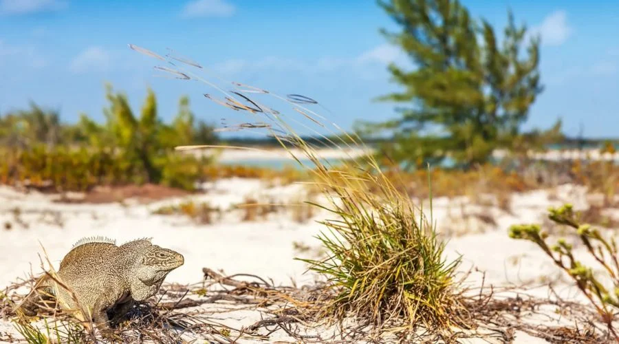 Iguana spotting at the Iguana Island | Travel Scout