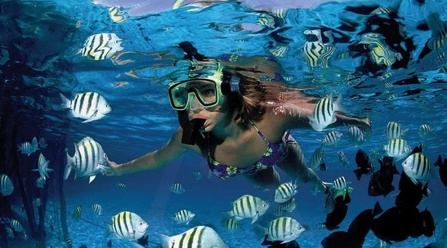 Snorkelling glimpse | Travel Scout