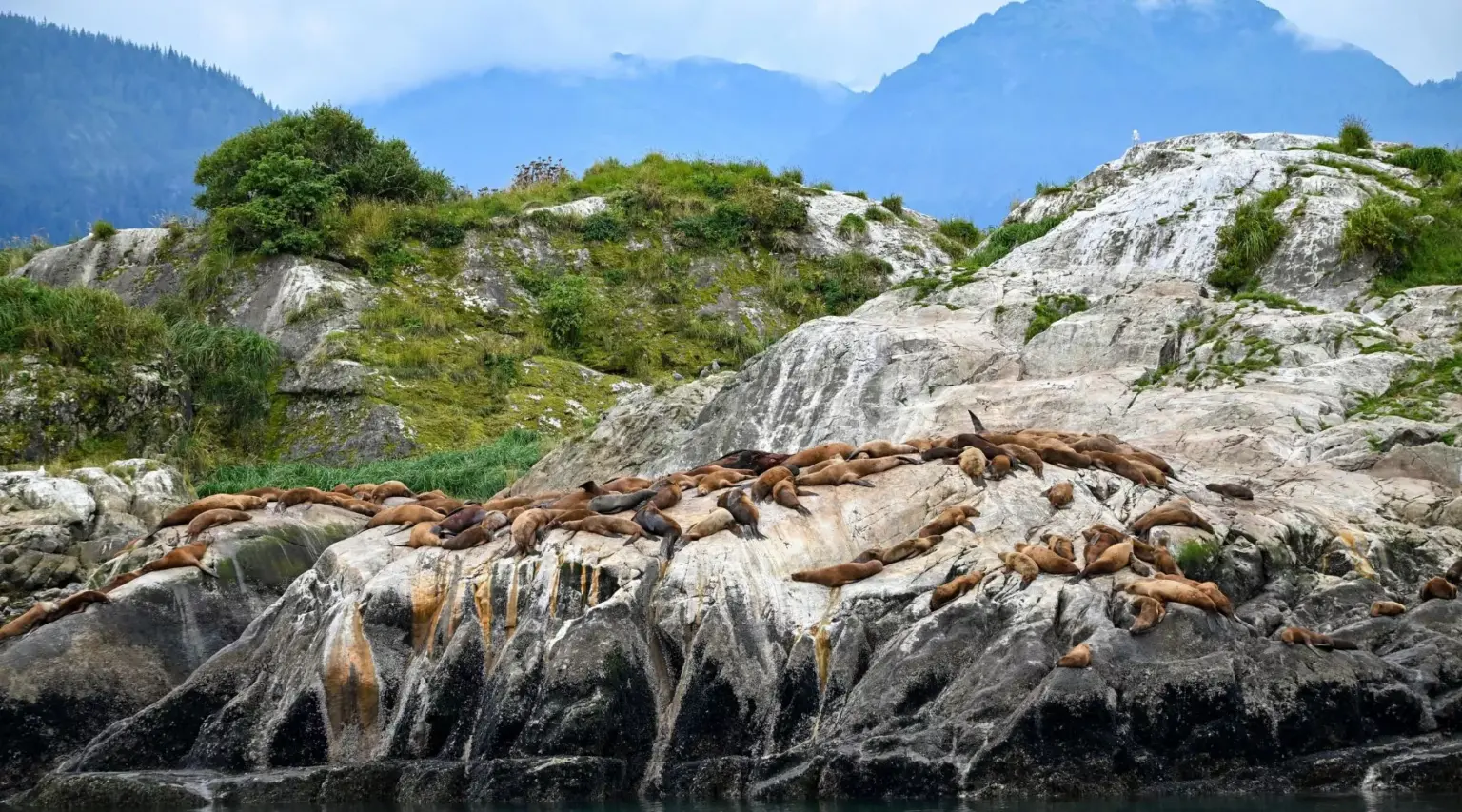 Sea Lion Adventure Tours in Alaska | Travel Scout